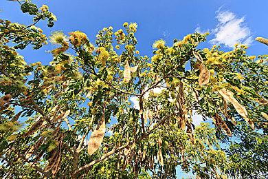 《塞尔达传说：智慧的再现》提前半个月偷跑